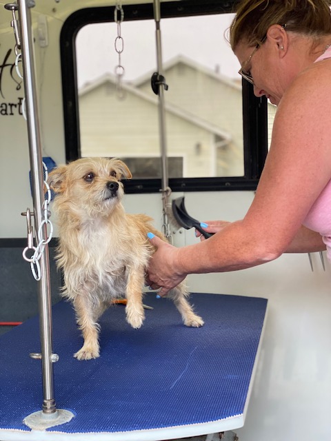 Pooched Paws – Dog Grooming in Worthing